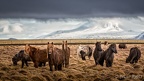 Islande 2017-6