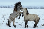 Islande 2020-17