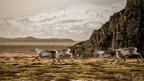 Islande 2020-38