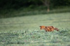 BrunoKapis202003050