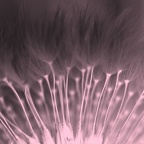 CatherineDenisot202003148