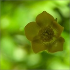 CatherineDenisot20200614