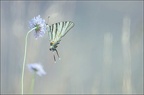 FrancineNabonne20210807