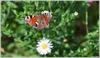 RoseDiers20231207