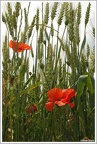 RoseDiers20230602
