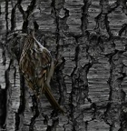 SophieMartins20250126-BorderMaker