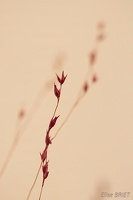 EliseBriet20241136-BorderMaker