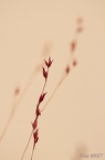 EliseBriet20241136-BorderMaker
