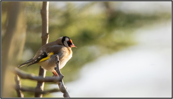 SophieMartins20260138