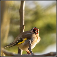 SophieMartins20260139