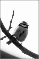 SophieMartins20260140