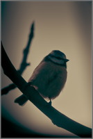 SophieMartins20260141