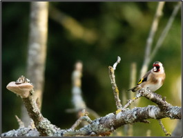 SophieMartins20260148