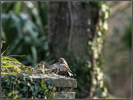 SophieMartins20260149