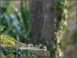 SophieMartins20260150