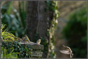 SophieMartins20260151