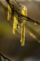 SophieMartins202602106