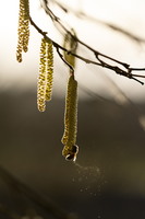 SophieMartins202602107