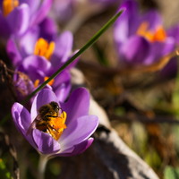 SophieMartins202602108