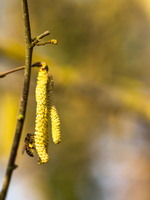 SophieMartins202602112