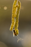 SophieMartins202602113