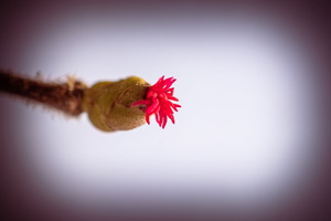 SophieMartins202602114