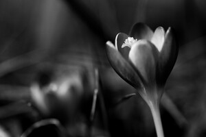 SophieMartins202602115