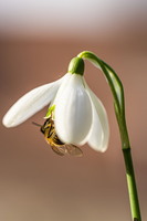 SophieMartins202602117