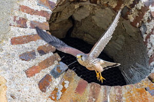 PatrickDelostal202603080