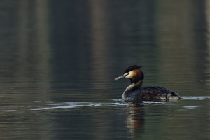 PatrickDron202603092