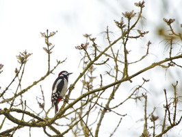 PatrickDron202603093