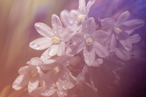 SophieMartins202603112