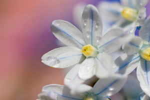 SophieMartins202603113