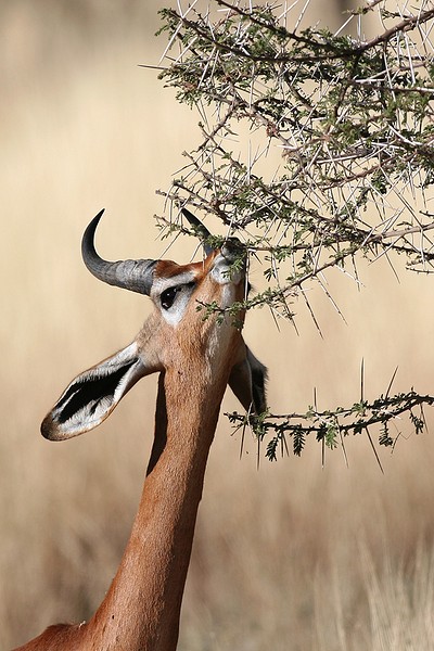 Gérénouk ou Gazelle girafe mâle.Samburu .Nord Kénya