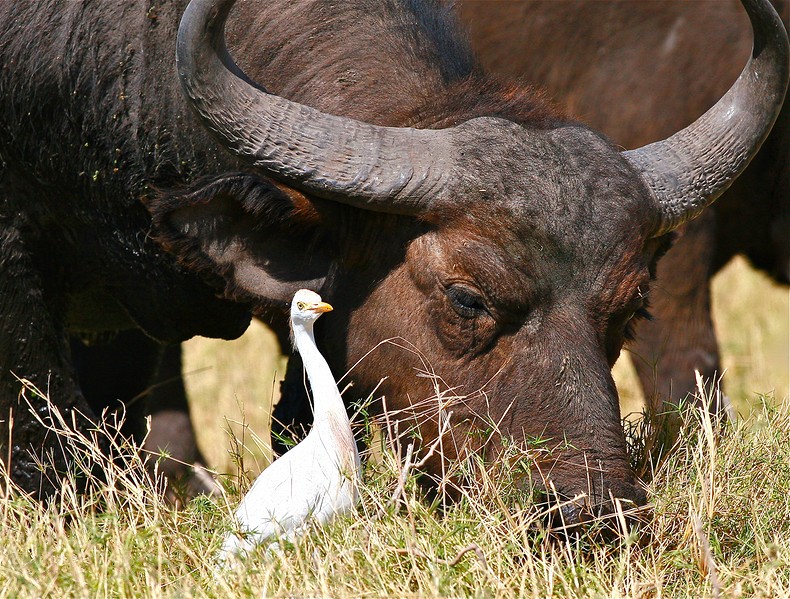 Buffle et son "héron garde-boeufs" Nakuru .Kénya
