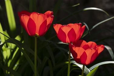 Les trois sœurs Tulipe..