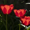 Les trois sœurs Tulipe..