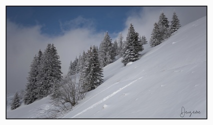 Sapins couleur