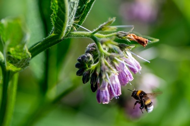 Sus au pollen