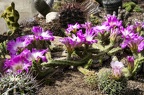 Moulin-à-Tan Echinocereus berlandieri 