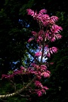 Moulin-à-Tan Toona sinensis 'Flamingo'