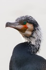 C4Z20208DXO-standard-scale-1 08x-cropped-gigapixel-SharpenAI-focus