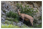 Chamois 08