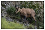 Chamois 10