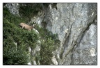 Chamois 04 copie
