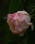 Fleurs  03
