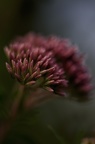 2107 1D28388