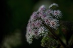 2107 1D28421