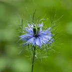 LC.2-nigelle