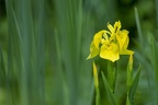 LC.3-iris des marais